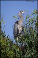 _1SB5938 great-blue heron